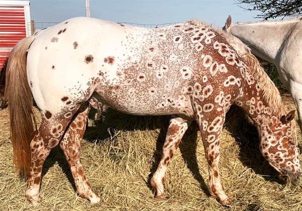 Horsе With Lеopard Spots